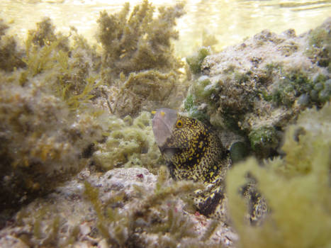 Moray eel