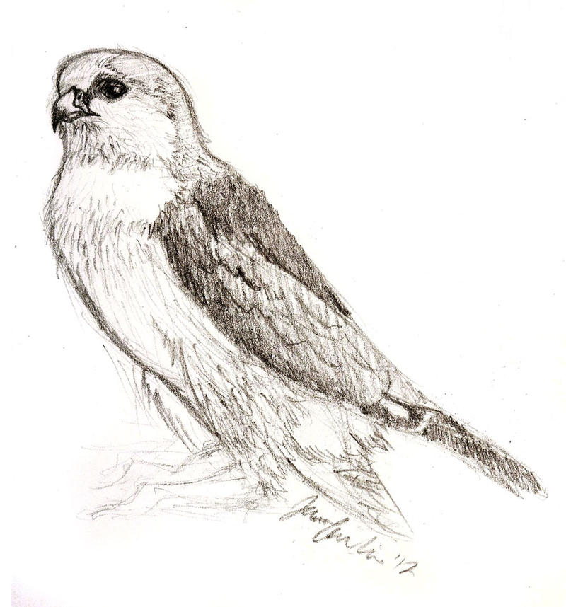 Pygmy Raptors Pygmy Raptor Sketch by Teroti on DeviantArt