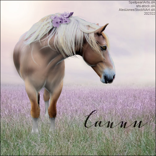 Cannu