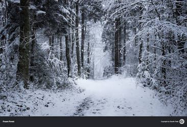 Frozen Forest