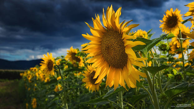 Sunflowers Wallpaper