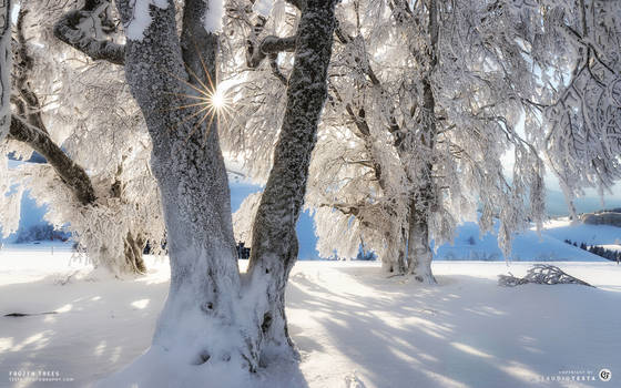 Frozen Trees