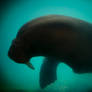 Walrus