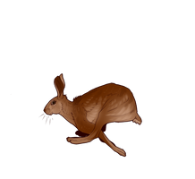 Hare Companion by EquusBallatorSociety