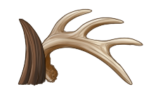 Antlers / Horns