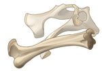 Bones by EquusBallatorSociety