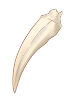 Ballator Fang by EquusBallatorSociety