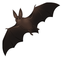 Bat by EquusBallatorSociety