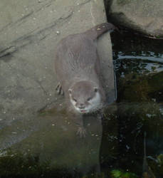 Otters