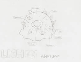 Lichen Anatomy