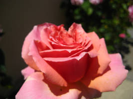 Pink Yellow Rose