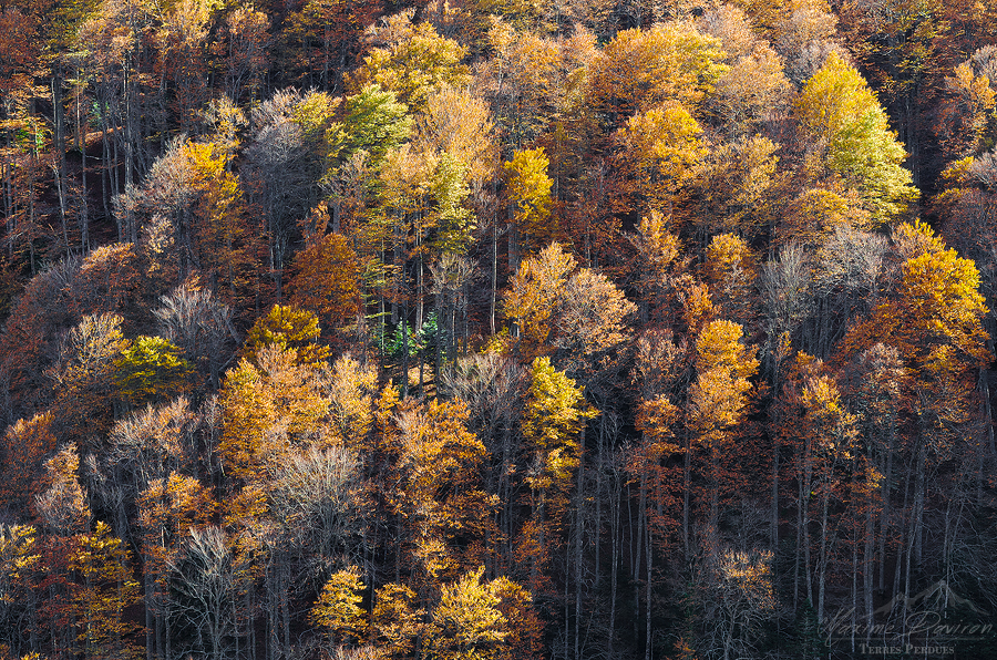 Shades Of Autumn