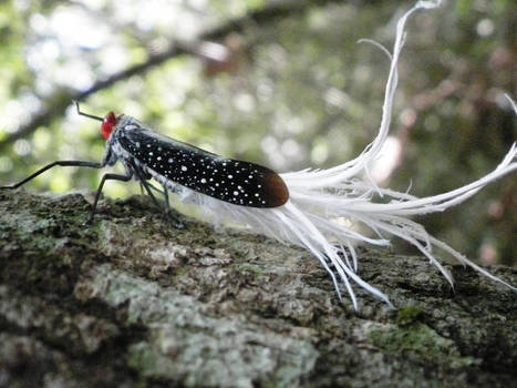 Rooster-Tailed Cicada