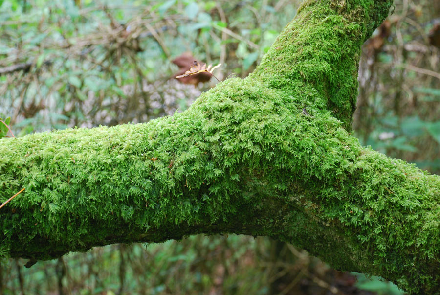 WALLPAPER: Mossy branch