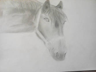 horse 2