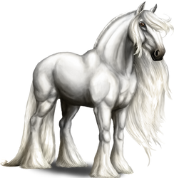 White Shire Horse