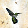 Hummingbird Print