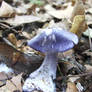 Lactarius indigo