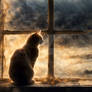 A Beautiful Cat Near A Window