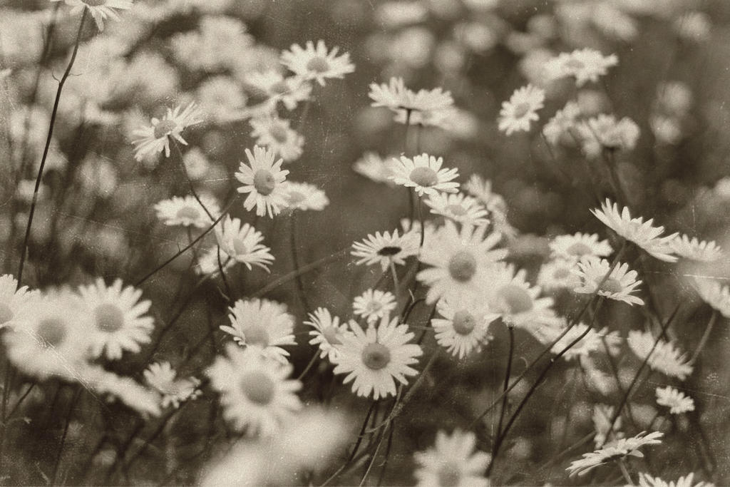 Daisies