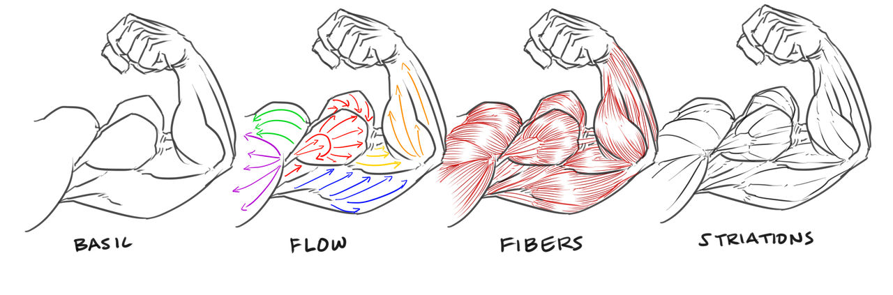 bicep flex definition guide