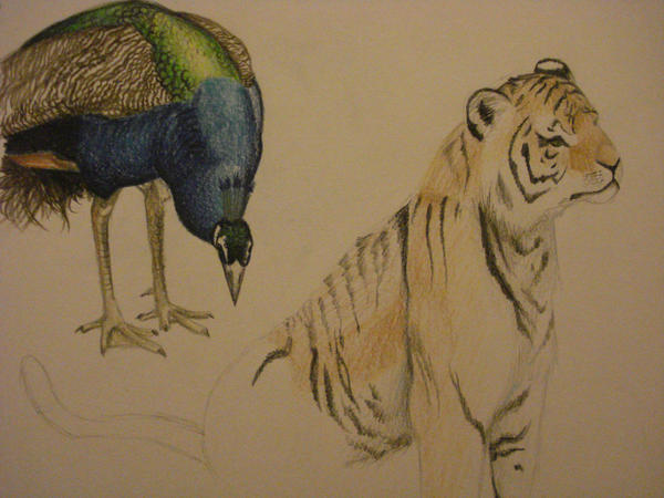 Tiger and Peacock