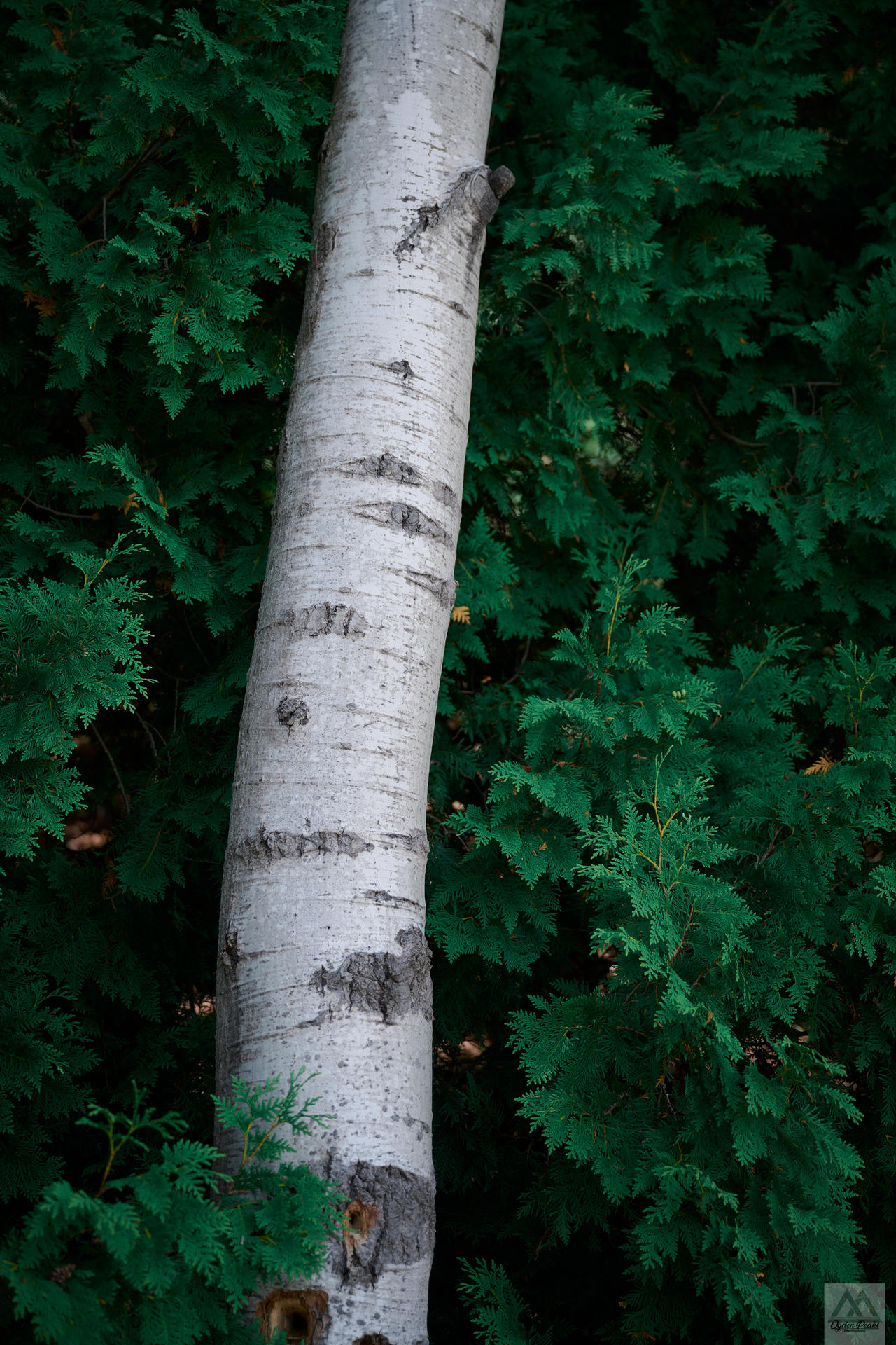 Z72 8246-Edit