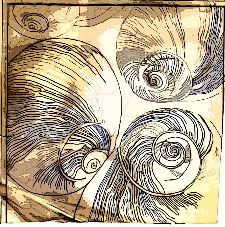 Shells by leonoraserrara on DeviantArt
