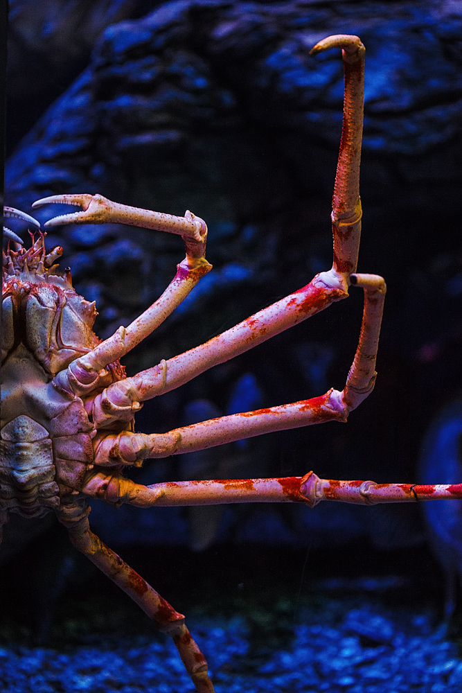 Japanese Spider Crab II