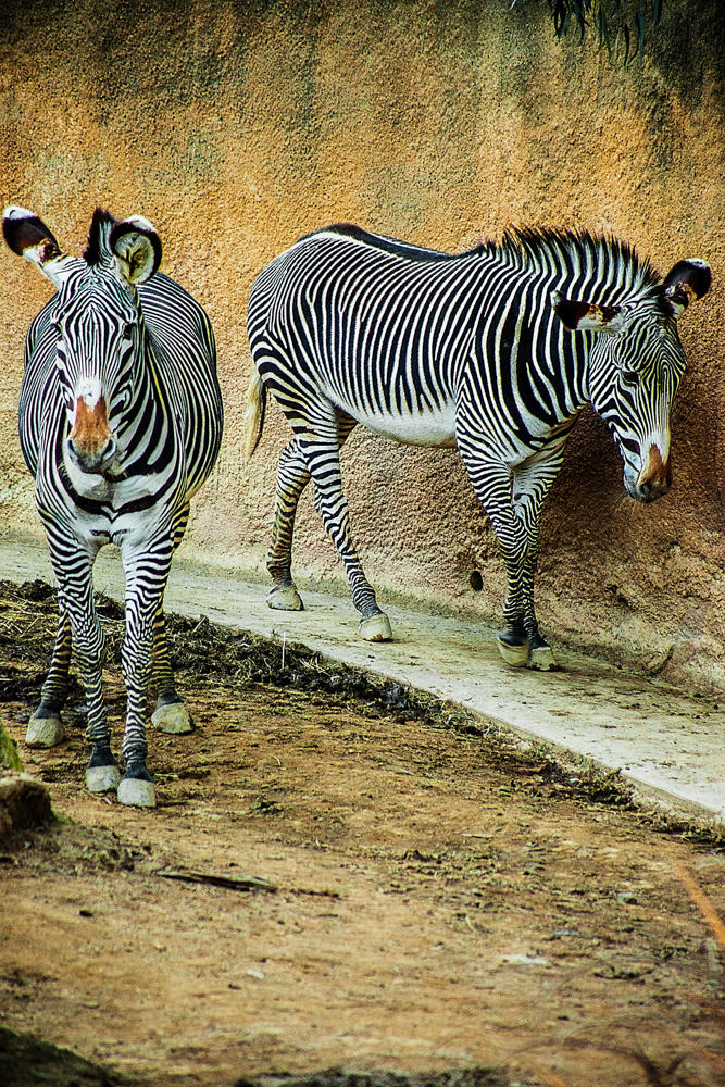 Splitting Image Zebra The Zebra Split by servilonus on DeviantArt
