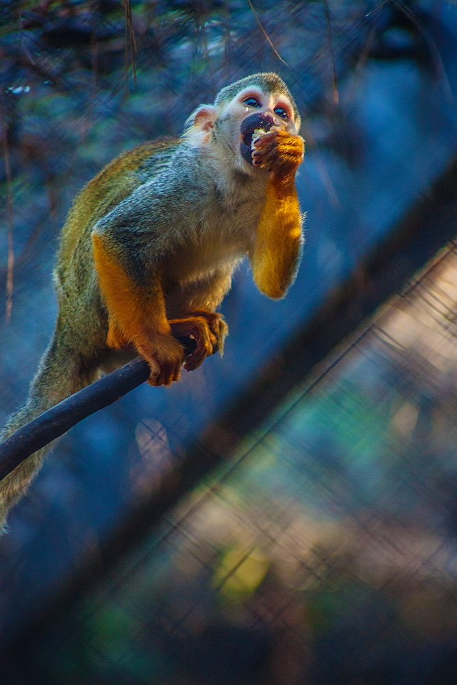 Squirrel Monkey Scavenger