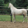 Horse Stock Algeria 7