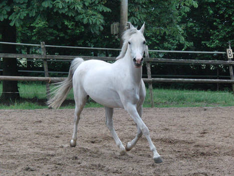 Horse stock Algeria 10