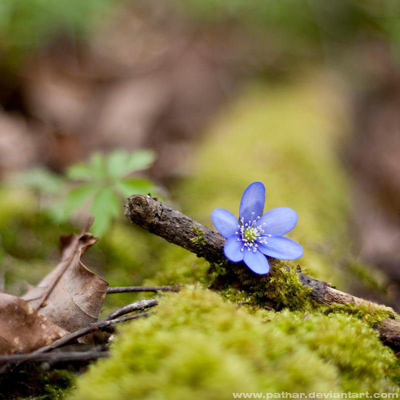 Hepatica nobilis by pathar