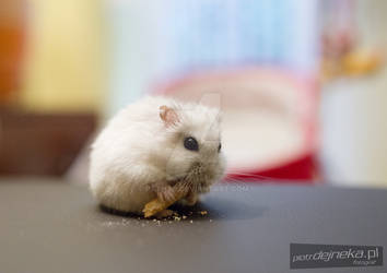 Hungry little hamster