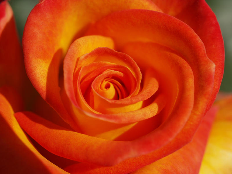 Orange and Yellow Rose