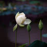 white water lily flower