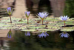 Blue lily pad flowers by mohaganbev