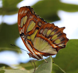 Gulf fritillary02