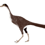 Halszkaraptor