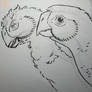 Conchoraptor pair