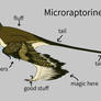 Microraptorine anatomy