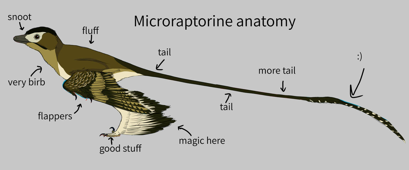 Microraptorine anatomy by SmallMicroraptor on DeviantArt