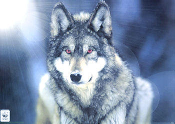 Snowy Wolf