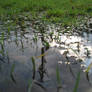 puddle of grass