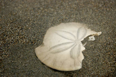 Sand Dollar