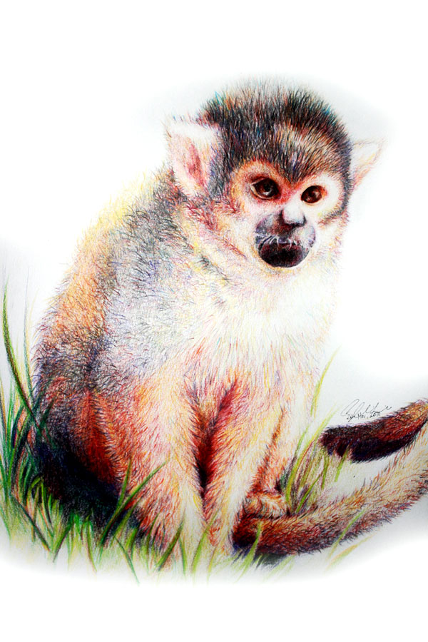 Squirrel Monkey