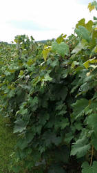 Grape Vines