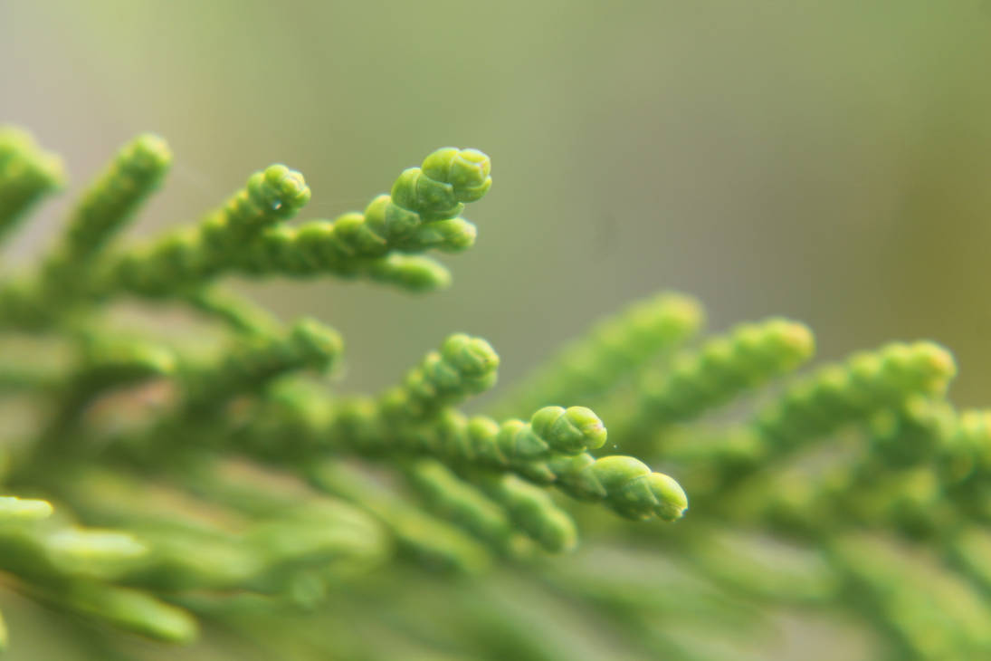 Cedar Tips by mikefranceschini on DeviantArt