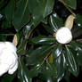 Magnolia Blossom 02